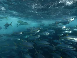 Tokelau and the Parties to the Nauru Agreement react to New Zealand fisheries action