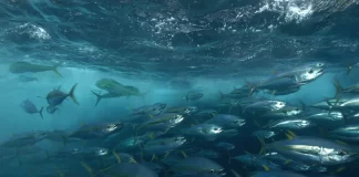 Tokelau and the Parties to the Nauru Agreement react to New Zealand fisheries action