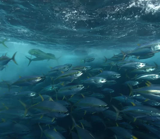 Tokelau and the Parties to the Nauru Agreement react to New Zealand fisheries action