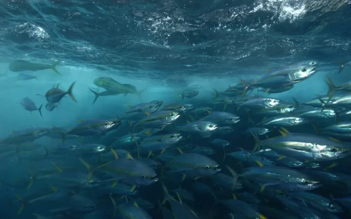Tokelau and the Parties to the Nauru Agreement react to New Zealand fisheries action