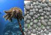 Expert says Pacific seabed minerals becoming next test of regional sovereignty