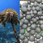Expert says Pacific seabed minerals becoming next test of regional sovereignty
