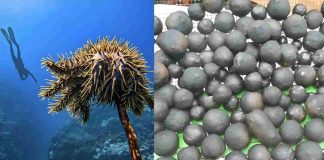 Expert says Pacific seabed minerals becoming next test of regional sovereignty