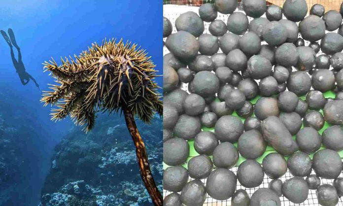 Expert says Pacific seabed minerals becoming next test of regional sovereignty