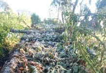 UN readies US$100 million as stronger El Niño threatens millions