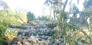 UN readies US$100 million as stronger El Niño threatens millions