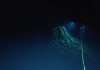 Deep-sea mining talks end without a framework… again