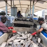 Pacific Tuna stocks remain healthy as FFA charts new course for greater economic gains