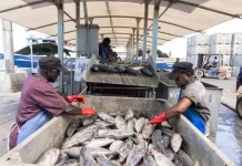 Pacific Tuna stocks remain healthy as FFA charts new course for greater economic gains