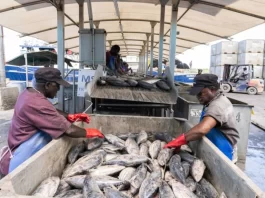 Pacific Tuna stocks remain healthy as FFA charts new course for greater economic gains