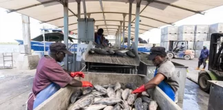 Pacific Tuna stocks remain healthy as FFA charts new course for greater economic gains