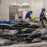 South Pacific Albacore: Building a sustainable future for a Pacific lifeline