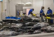 South Pacific Albacore: Building a sustainable future for a Pacific lifeline
