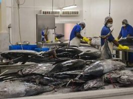 South Pacific Albacore: Building a sustainable future for a Pacific lifeline