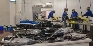 South Pacific Albacore: Building a sustainable future for a Pacific lifeline