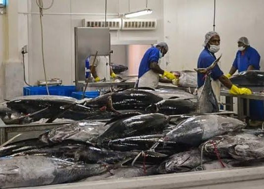 South Pacific Albacore: Building a sustainable future for a Pacific lifeline
