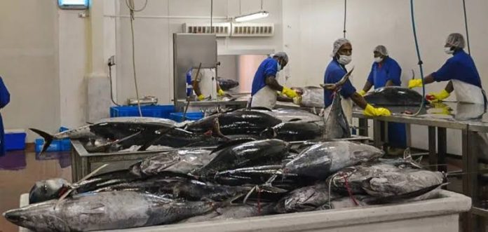 South Pacific Albacore: Building a sustainable future for a Pacific lifeline