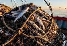 The ocean wealth that keeps leaving Micronesia