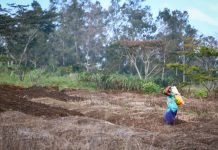 On another scale’: PNG province unprepared for El Niño impacts, governor warns