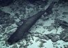 High Seas Treaty faces biodiversity knowledge gap as most deep-sea species remain unnamed
