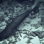 High Seas Treaty faces biodiversity knowledge gap as most deep-sea species remain unnamed