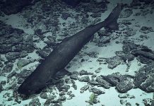 High Seas Treaty faces biodiversity knowledge gap as most deep-sea species remain unnamed
