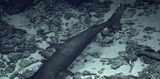 High Seas Treaty faces biodiversity knowledge gap as most deep-sea species remain unnamed