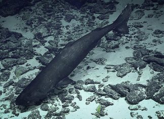 High Seas Treaty faces biodiversity knowledge gap as most deep-sea species remain unnamed