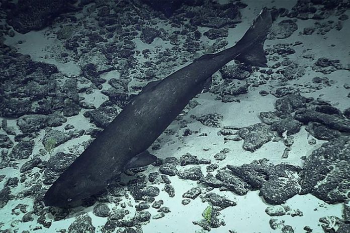 High Seas Treaty faces biodiversity knowledge gap as most deep-sea species remain unnamed
