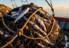 Marianas Trench fishing access could open new opportunities for Guam fleets