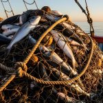 Marianas Trench fishing access could open new opportunities for Guam fleets