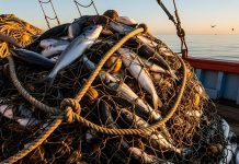 Marianas Trench fishing access could open new opportunities for Guam fleets
