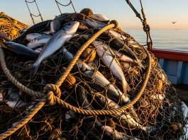 Marianas Trench fishing access could open new opportunities for Guam fleets