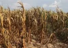 Tonga drought declarations expand as El Niño brings very dry outlook