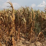 Tonga drought declarations expand as El Niño brings very dry outlook