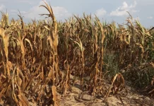 Tonga drought declarations expand as El Niño brings very dry outlook
