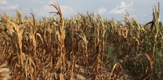 Tonga drought declarations expand as El Niño brings very dry outlook