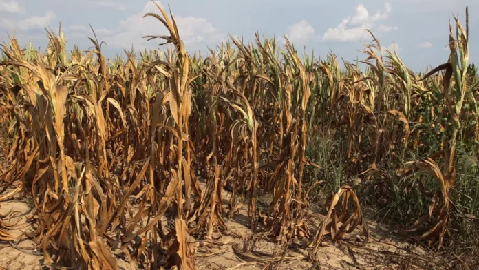 Tonga drought declarations expand as El Niño brings very dry outlook