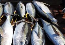 Helping Pacific fishers adapt to a changing ocean