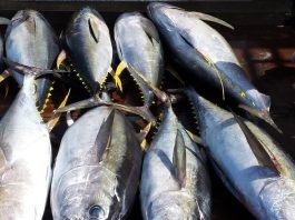 Helping Pacific fishers adapt to a changing ocean