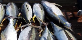Helping Pacific fishers adapt to a changing ocean