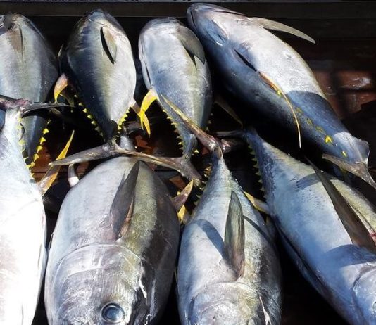 Helping Pacific fishers adapt to a changing ocean