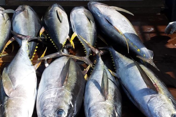 Helping Pacific fishers adapt to a changing ocean