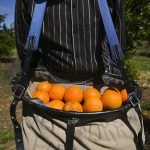 Survey supports a better deal for Pacific workers