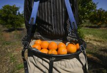 Survey supports a better deal for Pacific workers