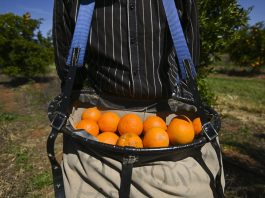 Survey supports a better deal for Pacific workers