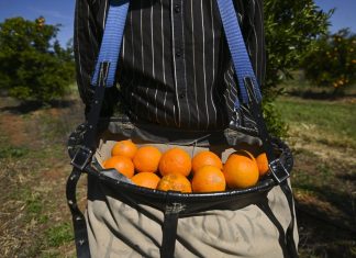 Survey supports a better deal for Pacific workers