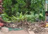 Experts welcome Fiji Kava Bill but warn it could hit rural families
