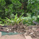 Experts welcome Fiji Kava Bill but warn it could hit rural families