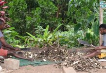 Experts welcome Fiji Kava Bill but warn it could hit rural families
